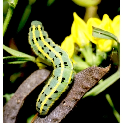 New Clouded Yellow Colias australis 10 Larvae 